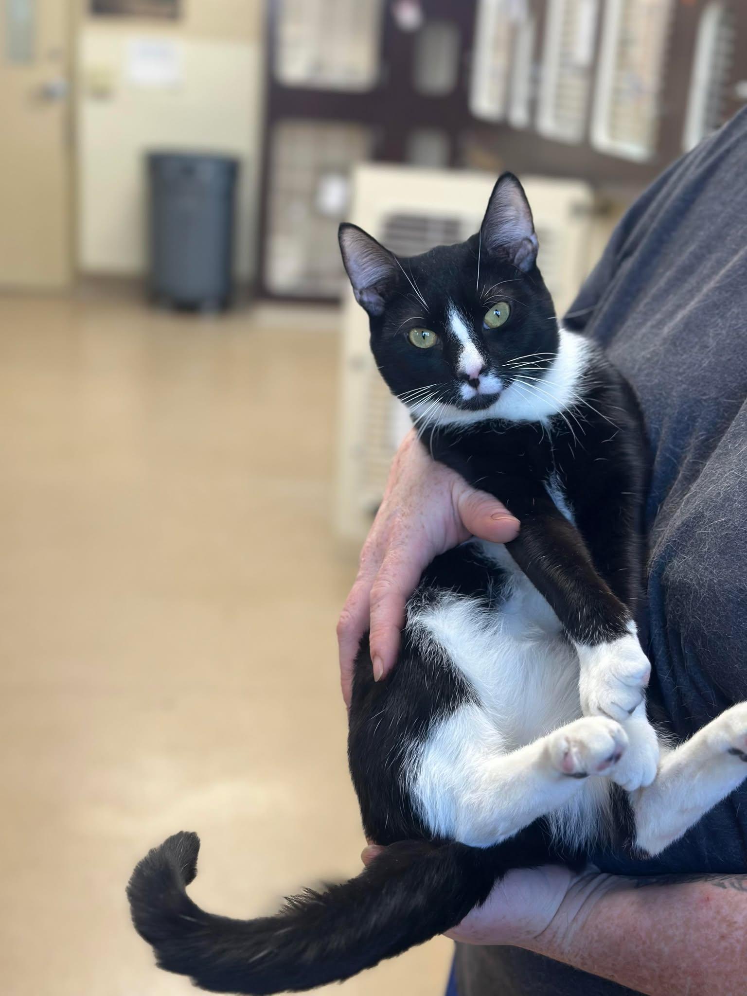 Spaghetti, adoptable, Young Male Domestic Short Hair.