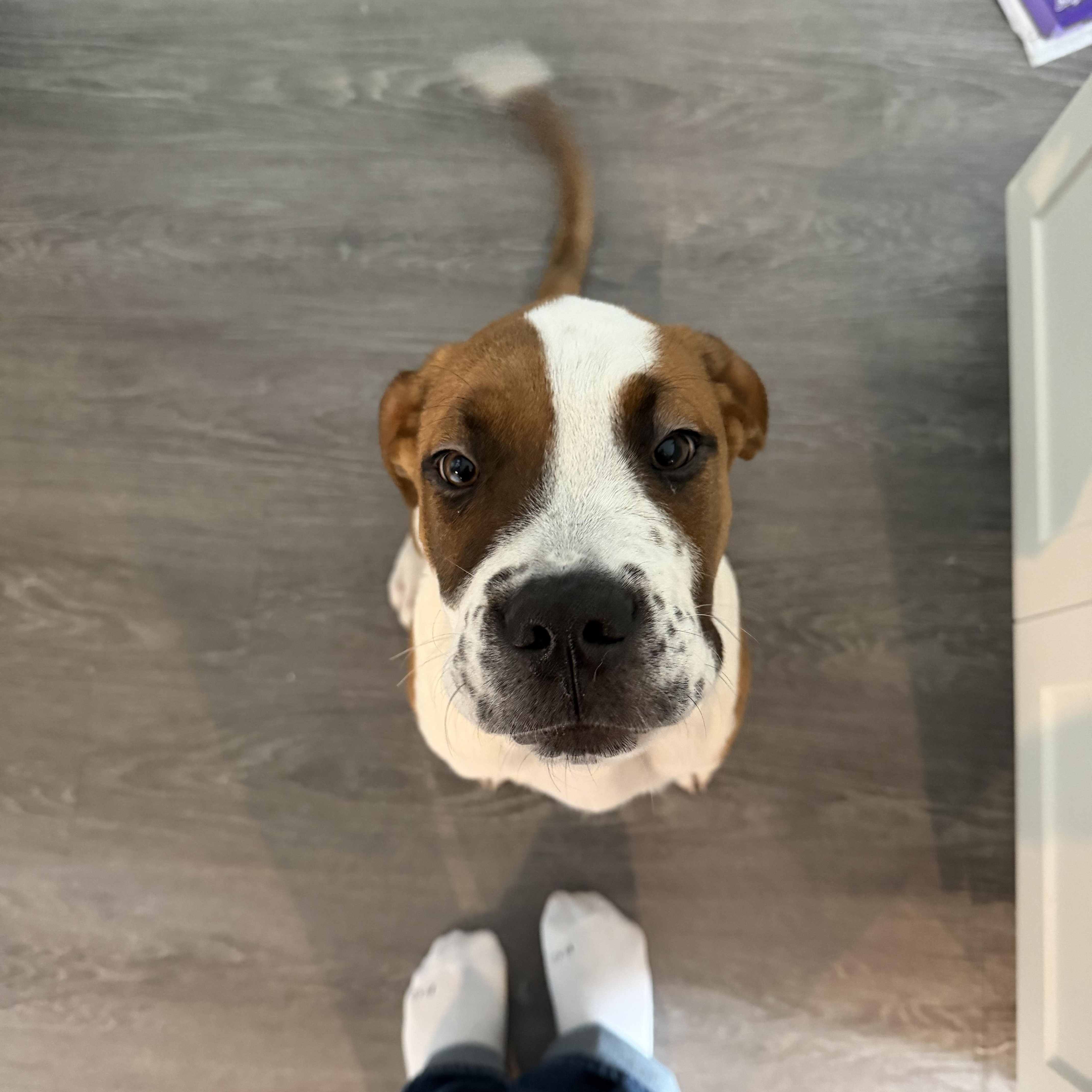 Enlarge Bruster , an adopted Mixed Breed in Charlotte, NC image 1/4