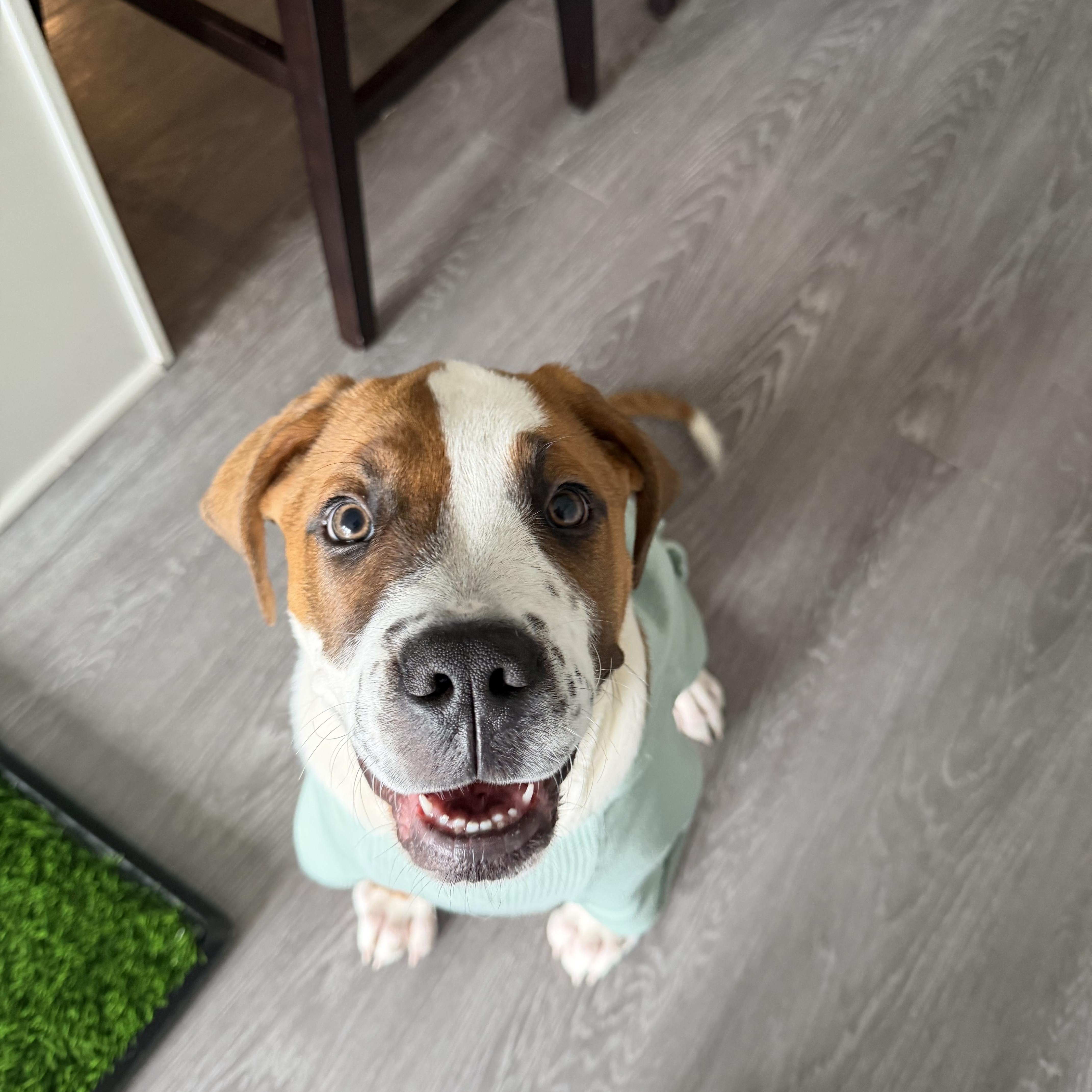 Enlarge Bruster , an adopted Mixed Breed in Charlotte, NC image 2/4