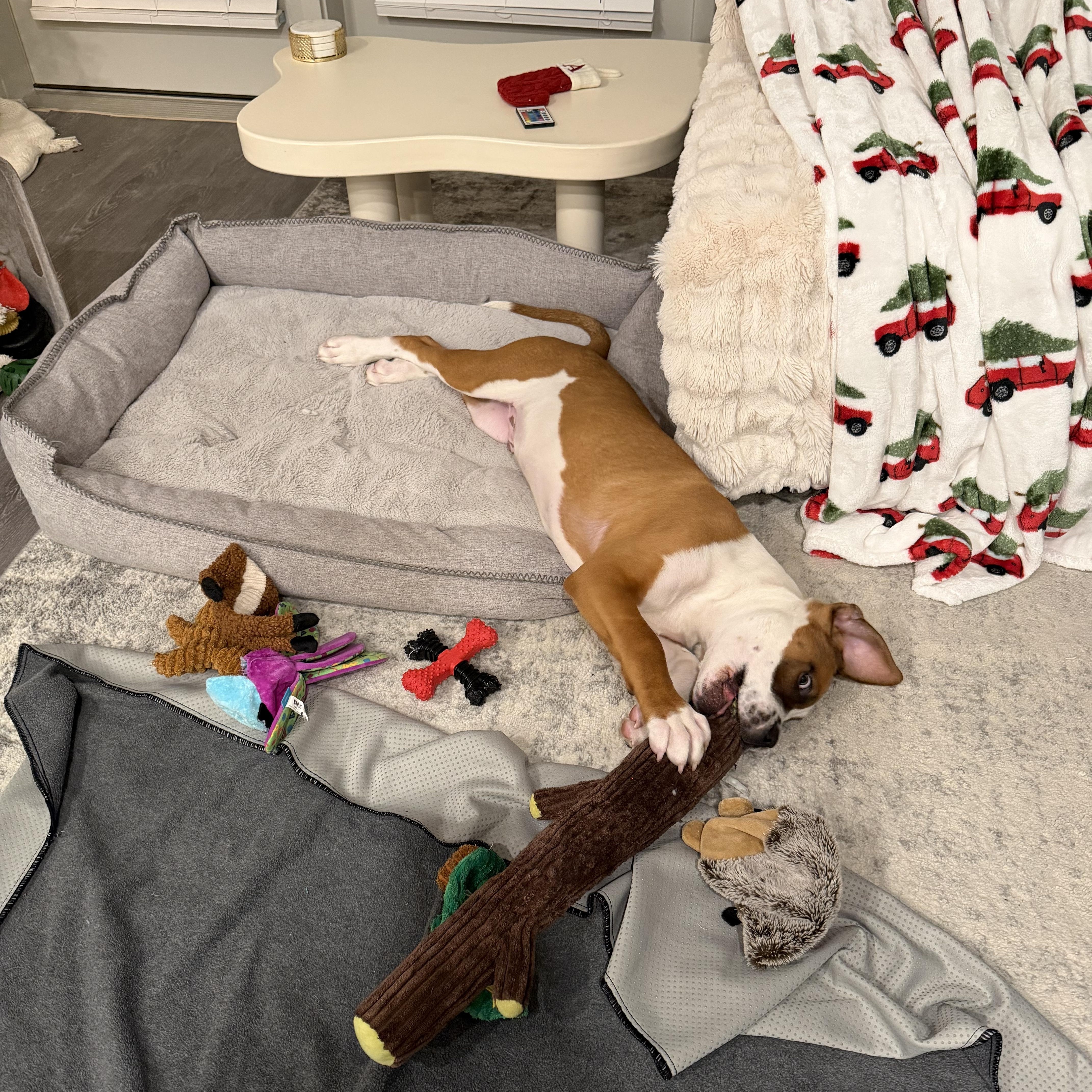 Enlarge Bruster , an adopted Mixed Breed in Charlotte, NC image 3/4