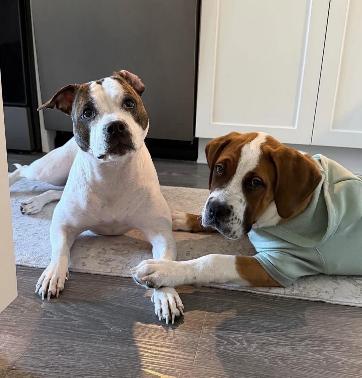 Enlarge Bruster , an adopted Mixed Breed in Charlotte, NC image 4/4