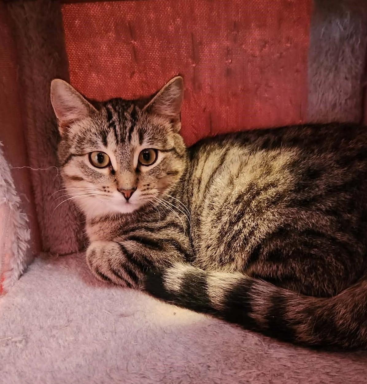 Enlarge Walnut, a ADOPTABLE Domestic Short Hair in Elizabeth, IL image 1/2