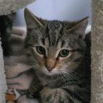 Enlarge Walnut, a ADOPTABLE Domestic Short Hair in Elizabeth, IL image 2/2
