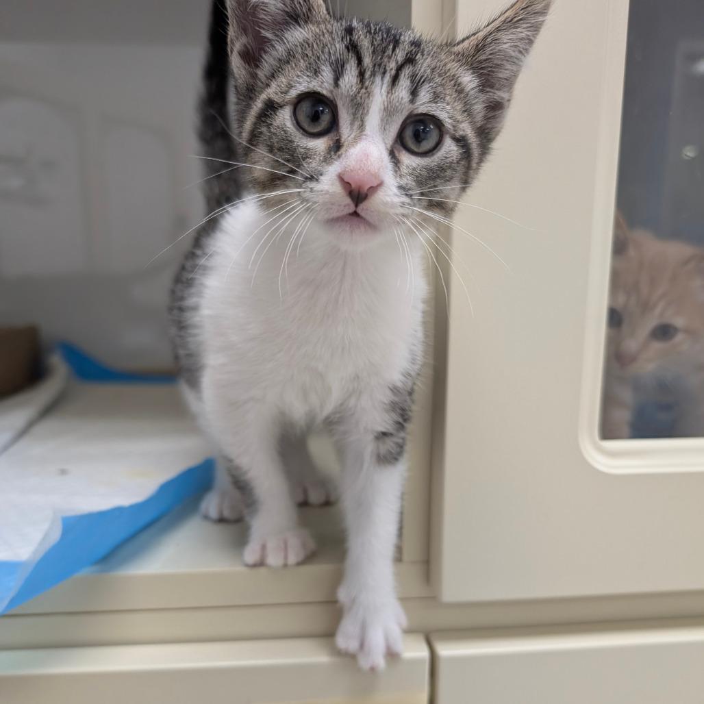 Heron, Adoptable, Kitten Male Domestic Short Hair.