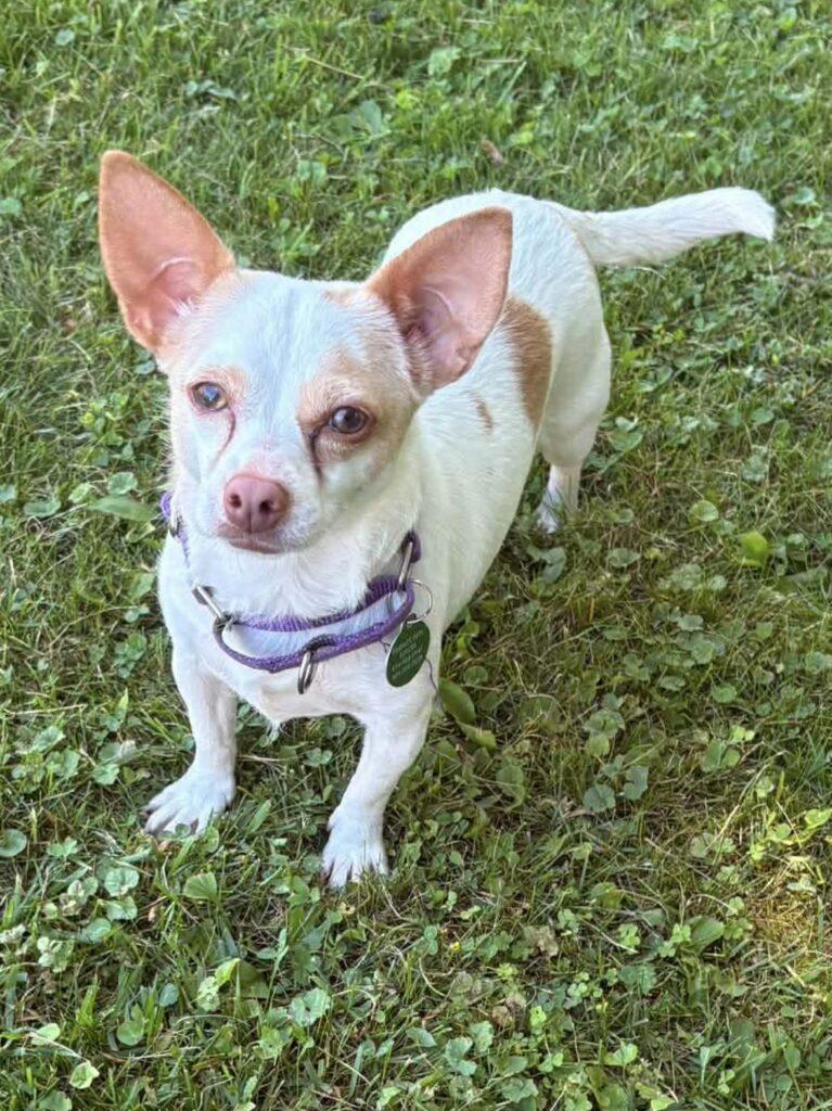 Enlarge Winnie, a ADOPTABLE Chihuahua in Red Hook, NY image 1/1