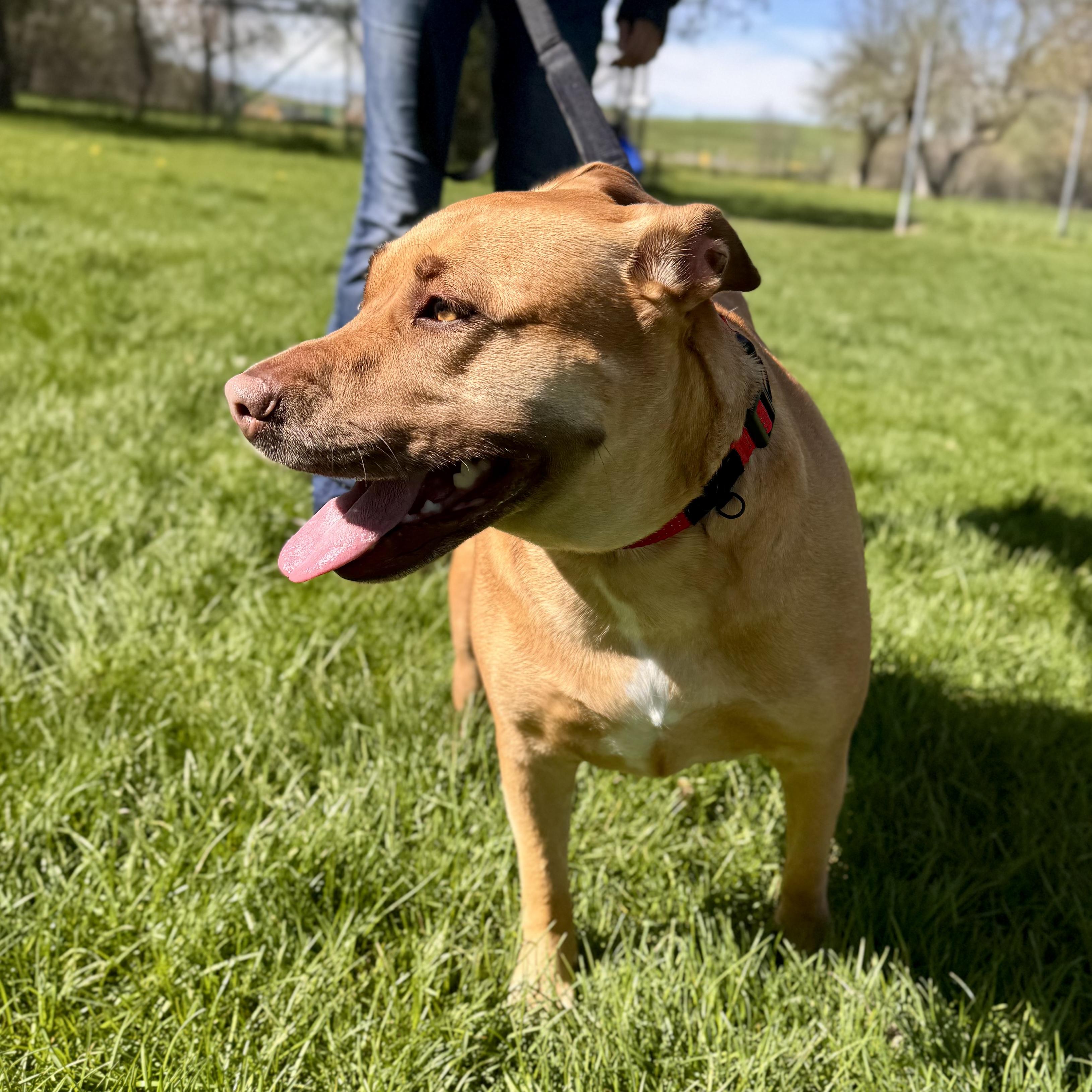 Enlarge Jan, an adopted Mixed Breed in Midland, MI image 1/4