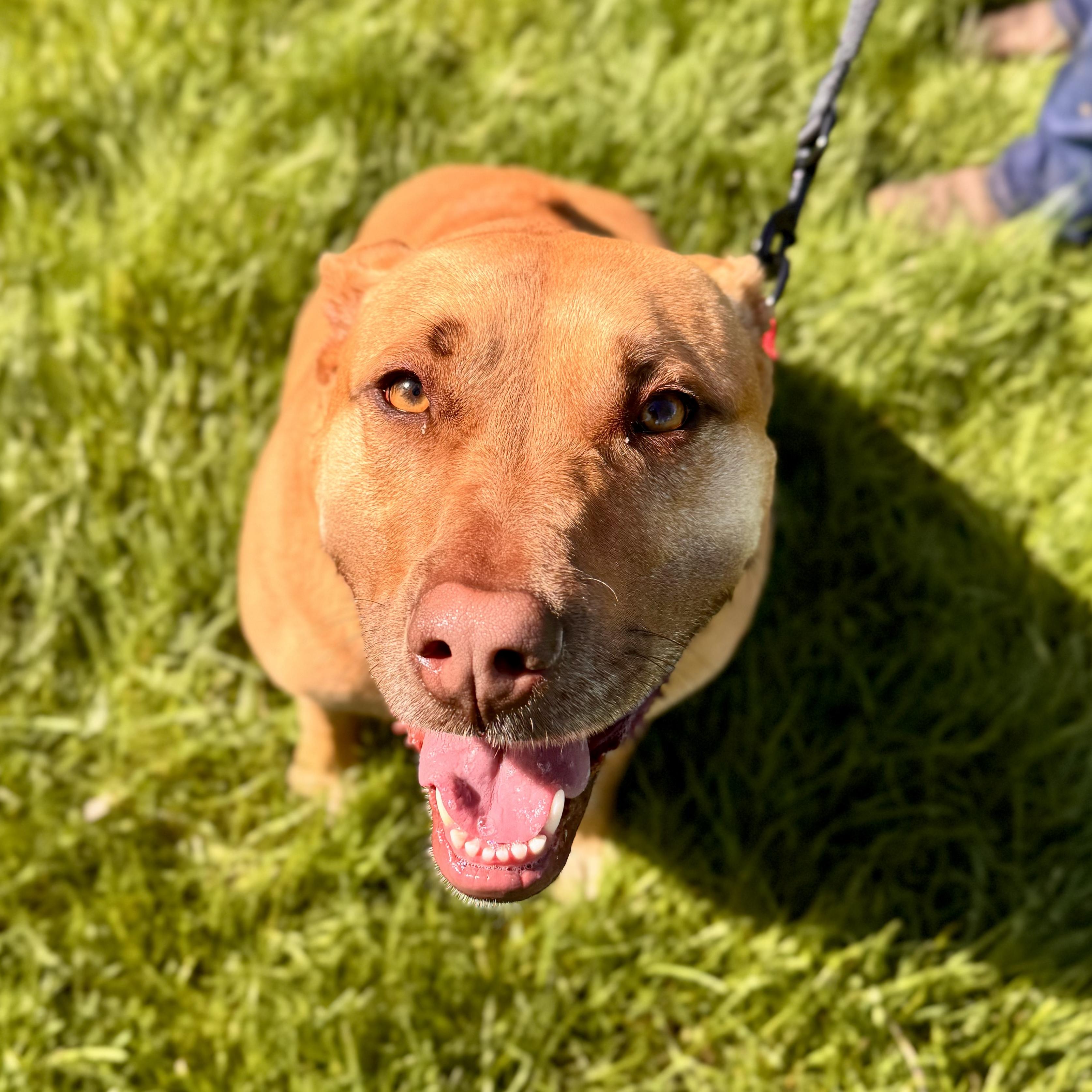 Enlarge Jan, an adopted Mixed Breed in Midland, MI image 2/4