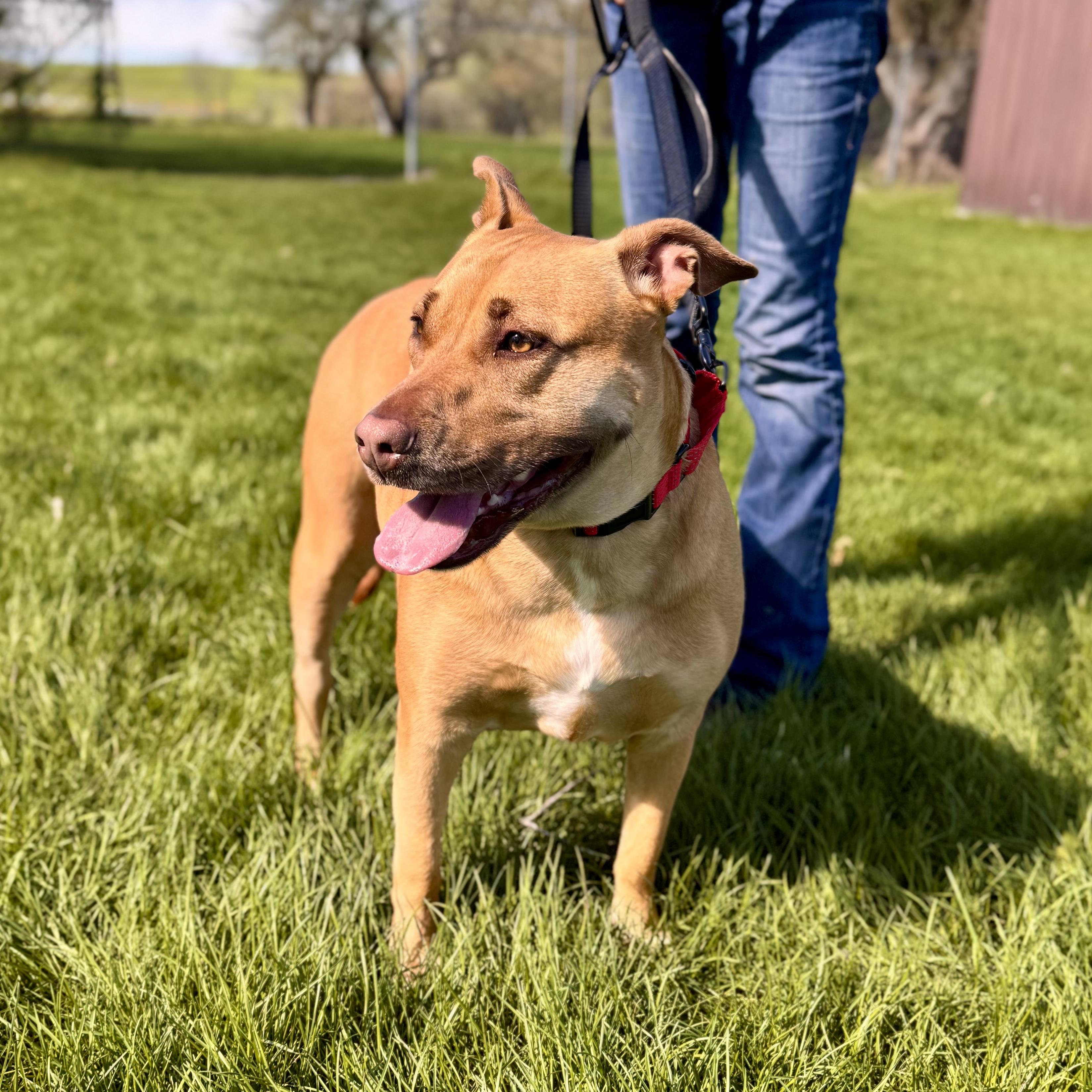 Enlarge Jan, an adopted Mixed Breed in Midland, MI image 4/4