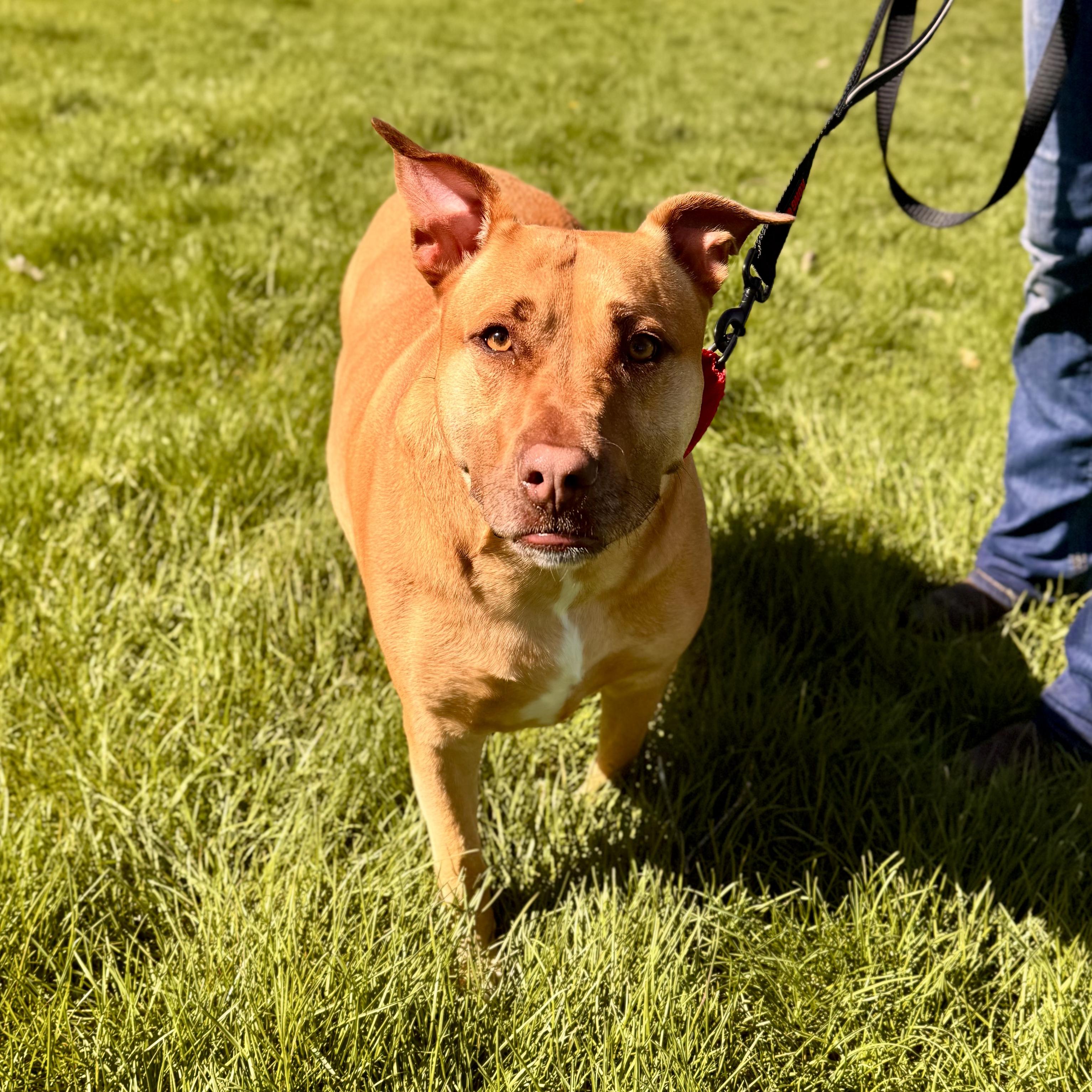 Enlarge Jan, an adopted Mixed Breed in Midland, MI image 3/4
