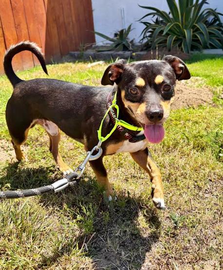 Otis, Adoptable, Adult Male Chihuahua & American Staffordshire Terrier.