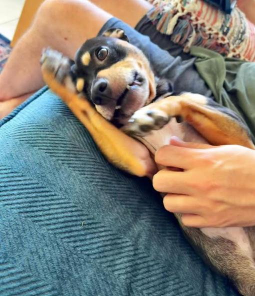 Otis, a Adoptable mixed breed in San Diego, CA image 2/3