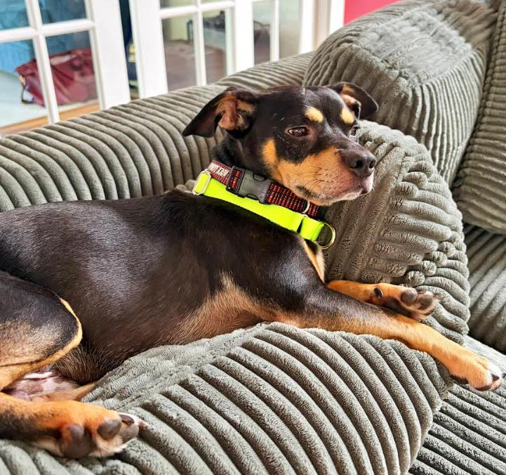 Otis, a Adoptable mixed breed in San Diego, CA image 3/3