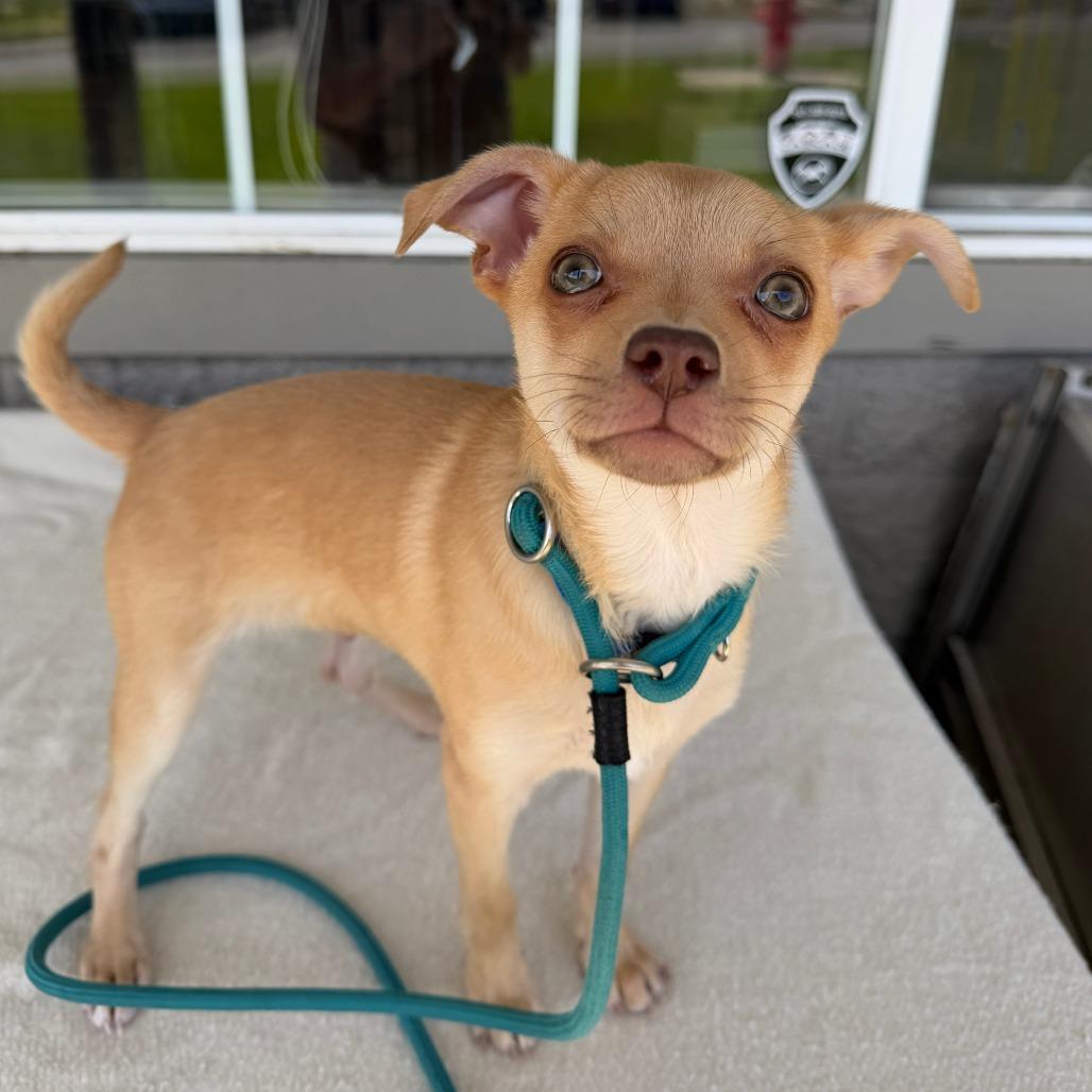 Little (blue), Adoptable, Puppy Male Chihuahua & Terrier.