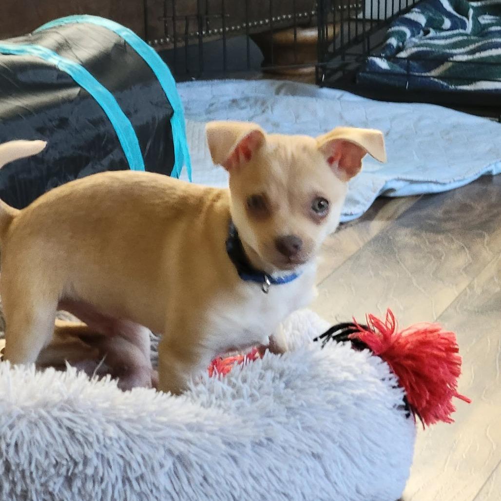 Enlarge Little (blue), a Adoptable mixed breed in Bend, OR image 2/6