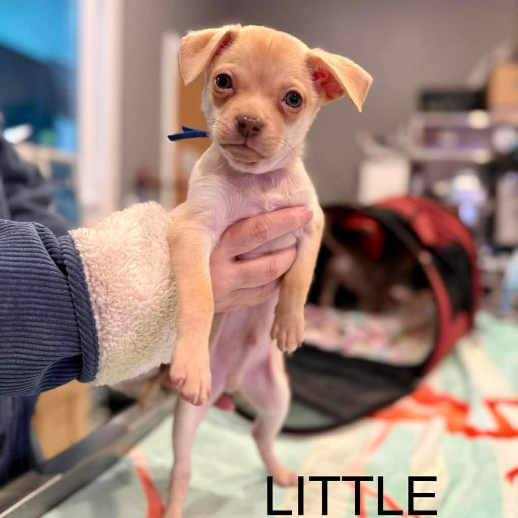 Enlarge Little (blue), a Adoptable mixed breed in Bend, OR image 3/6
