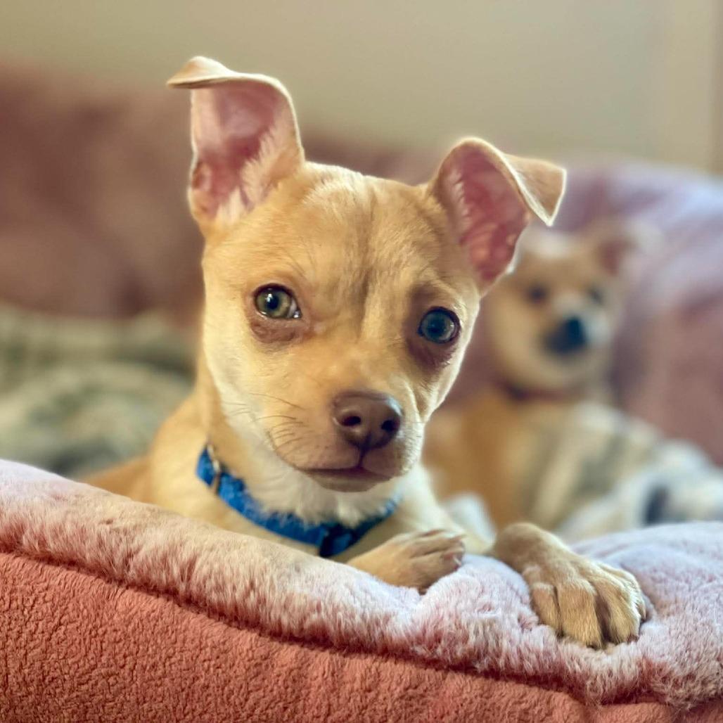 Enlarge Little (blue), a Adoptable mixed breed in Bend, OR image 4/6