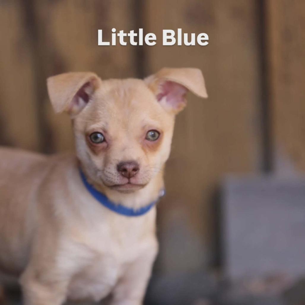 Enlarge Little (blue), a Adoptable mixed breed in Bend, OR image 5/6