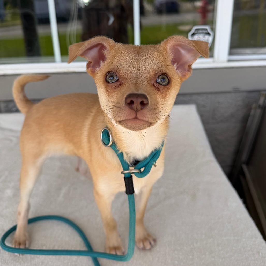 Enlarge Little (blue), a Adoptable mixed breed in Bend, OR image 6/6