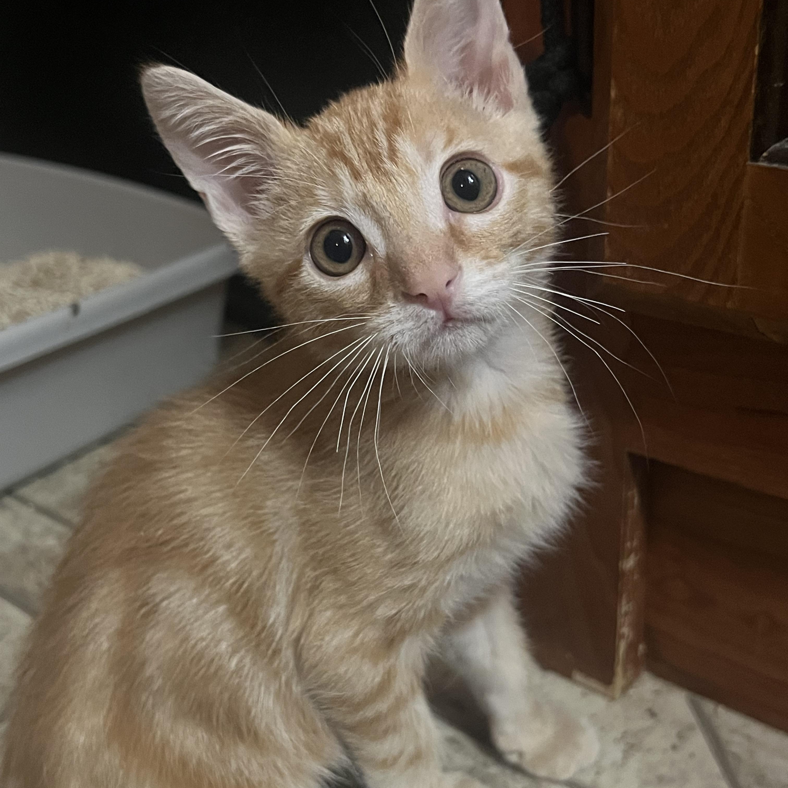 Enlarge Mr. Meu, a Adopted mixed breed in Livermore, CA image 2/2