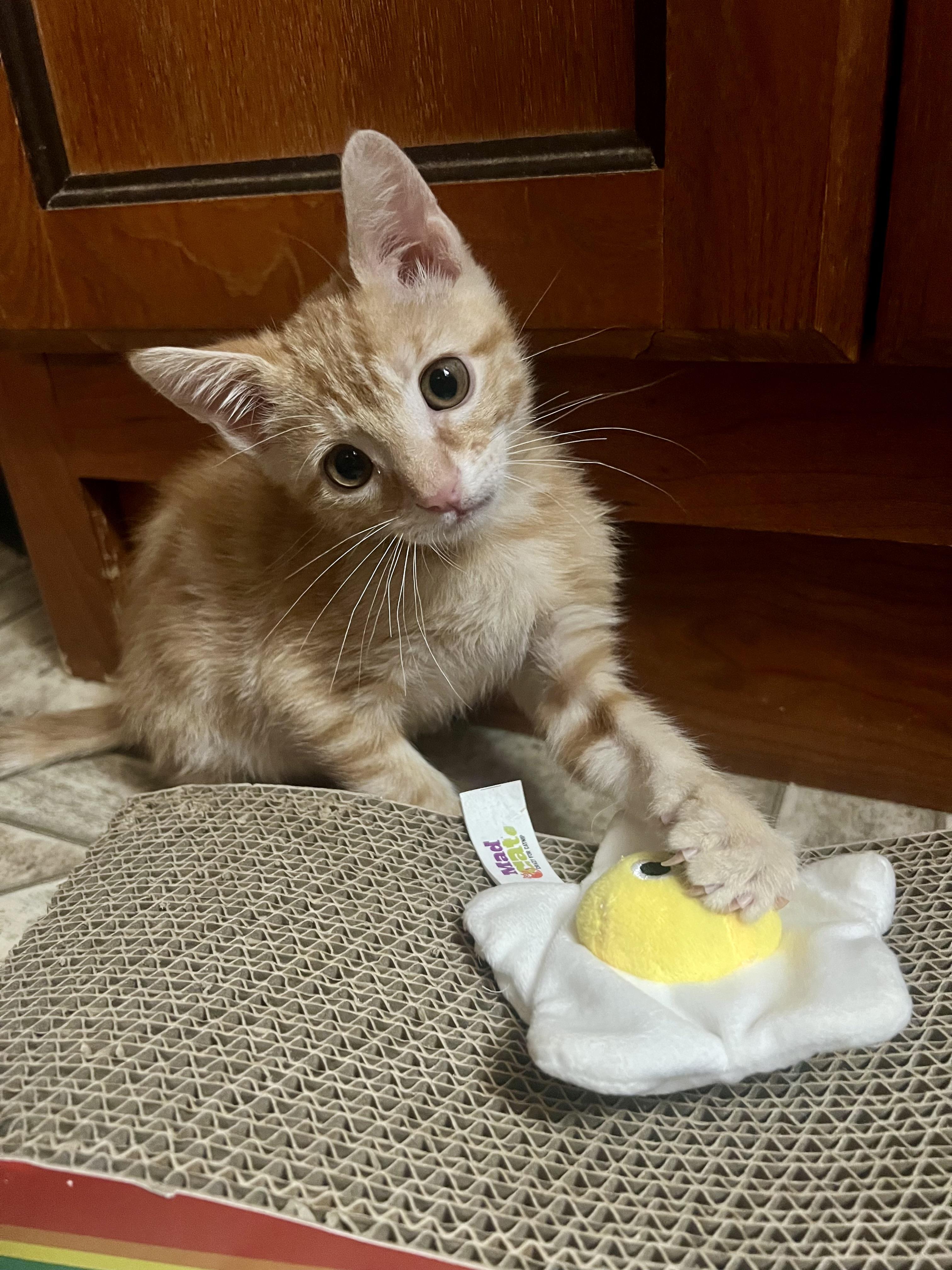 Mr. Meu, Adopted, Kitten Male Tabby.