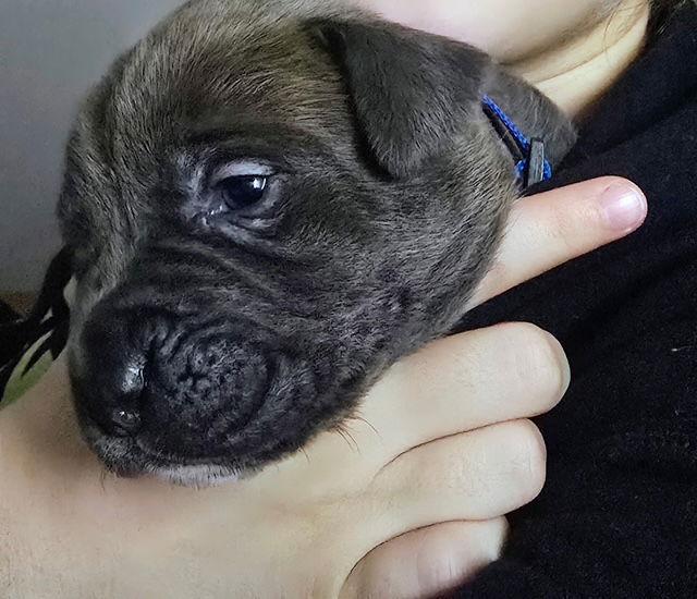 Enlarge Levi (Blue Collar), a Adoptable Mastiff in Chambersburg, PA image 3/3