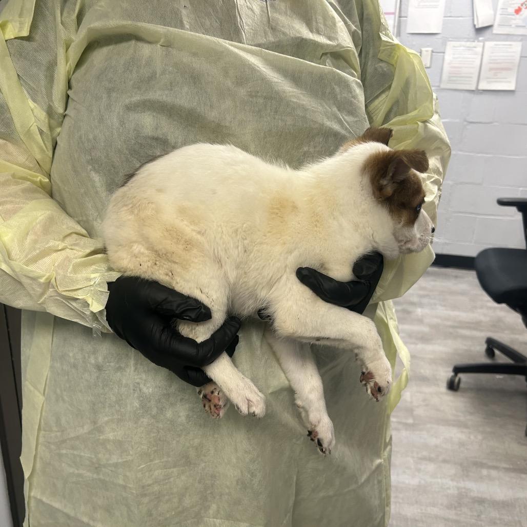 Pixel, Adoptable, Puppy Female Australian Shepherd.