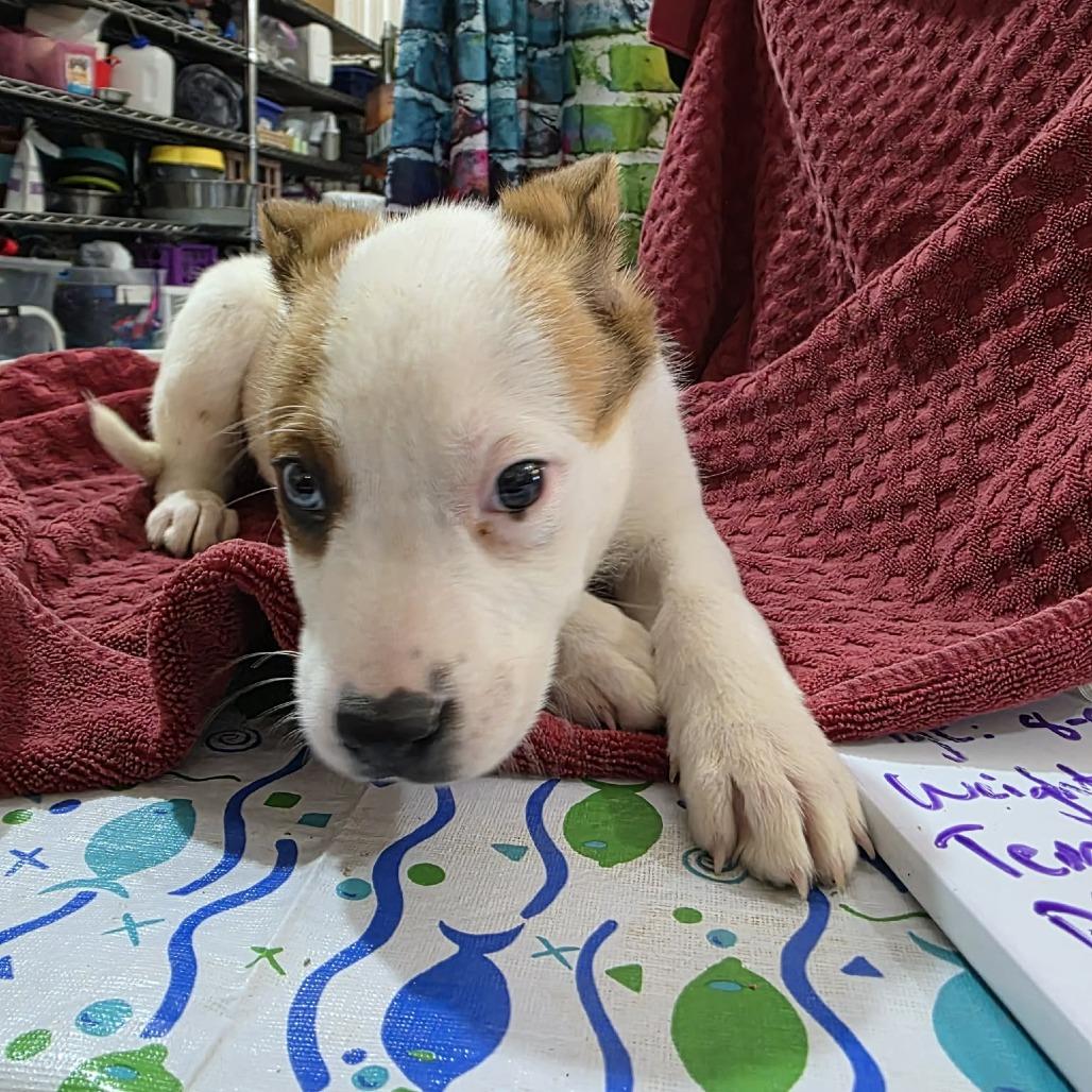 Pixel, a Adoptable mixed breed in Amarillo, TX image 2/6