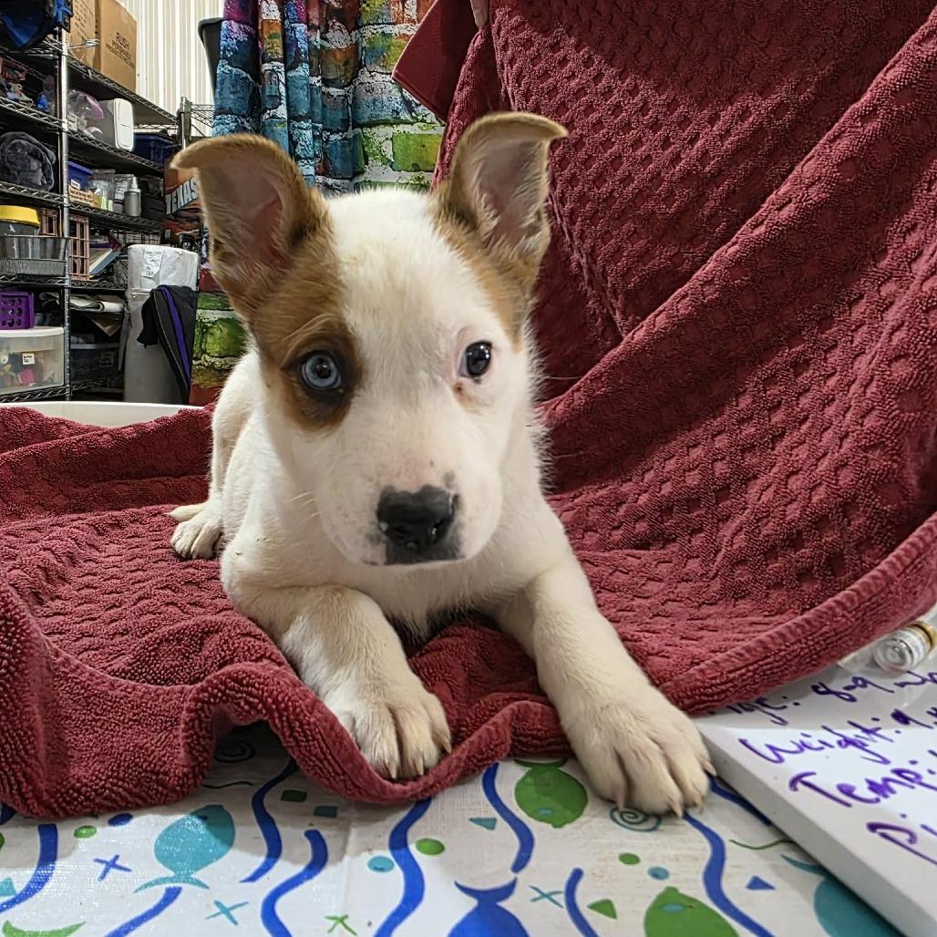 Pixel, a Adoptable mixed breed in Amarillo, TX image 3/6