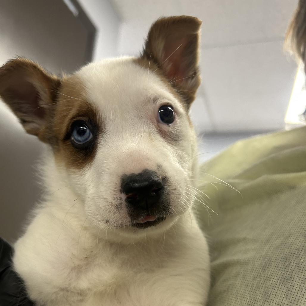 Pixel, a Adoptable mixed breed in Amarillo, TX image 4/6