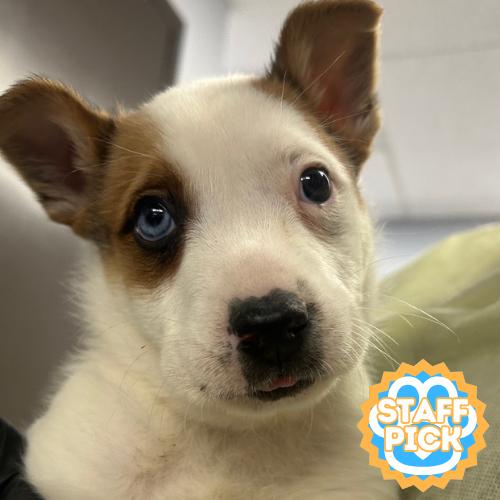 Pixel, a Adoptable mixed breed in Amarillo, TX image 5/6