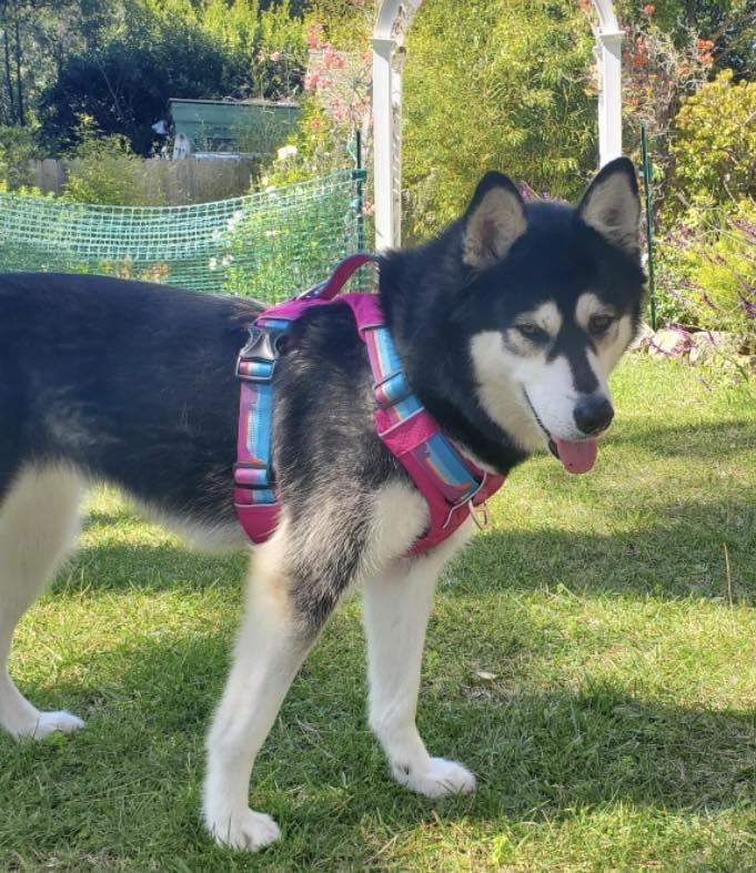 Katya, a ADOPTABLE mixed breed in Agua Dulce, CA image 1/4