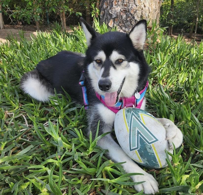 Katya, ADOPTABLE, Adult Female Alaskan Malamute & Siberian Husky.