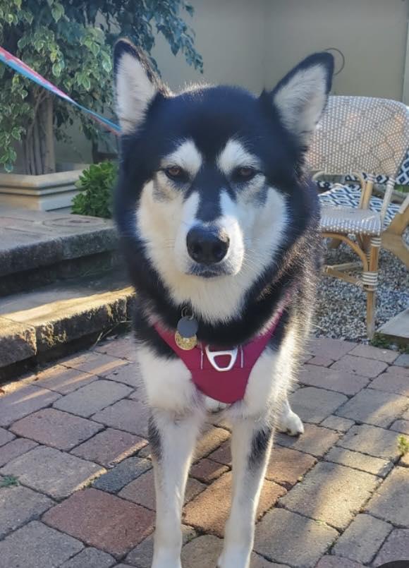 Katya, a ADOPTABLE mixed breed in Agua Dulce, CA image 3/4