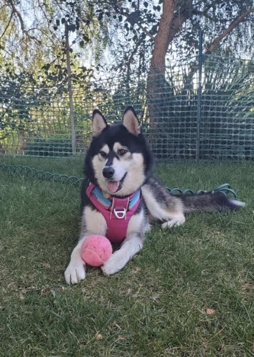 Katya, a ADOPTABLE mixed breed in Agua Dulce, CA image 4/4