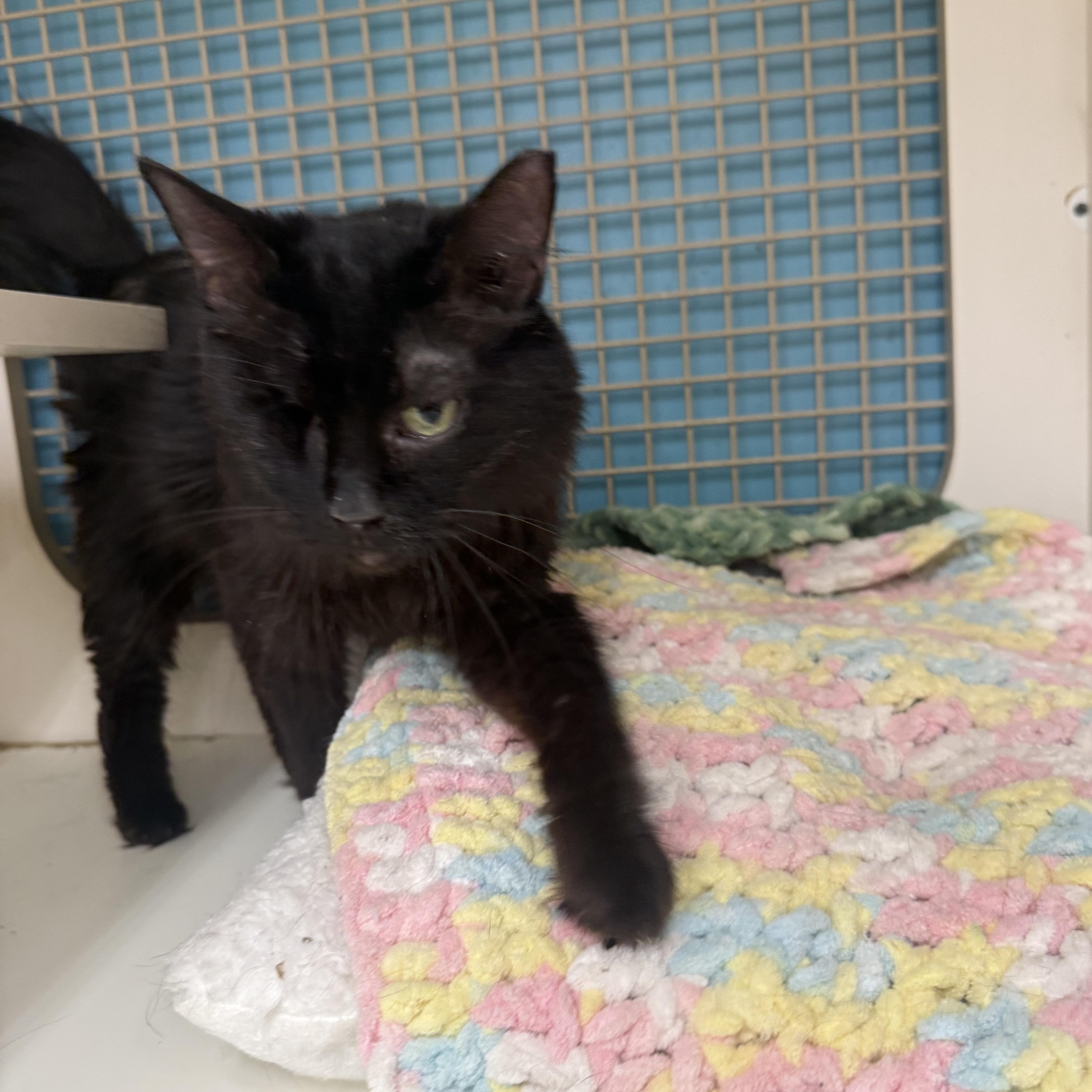 Purrcina, ADOPTABLE, Adult Female Domestic Medium Hair.