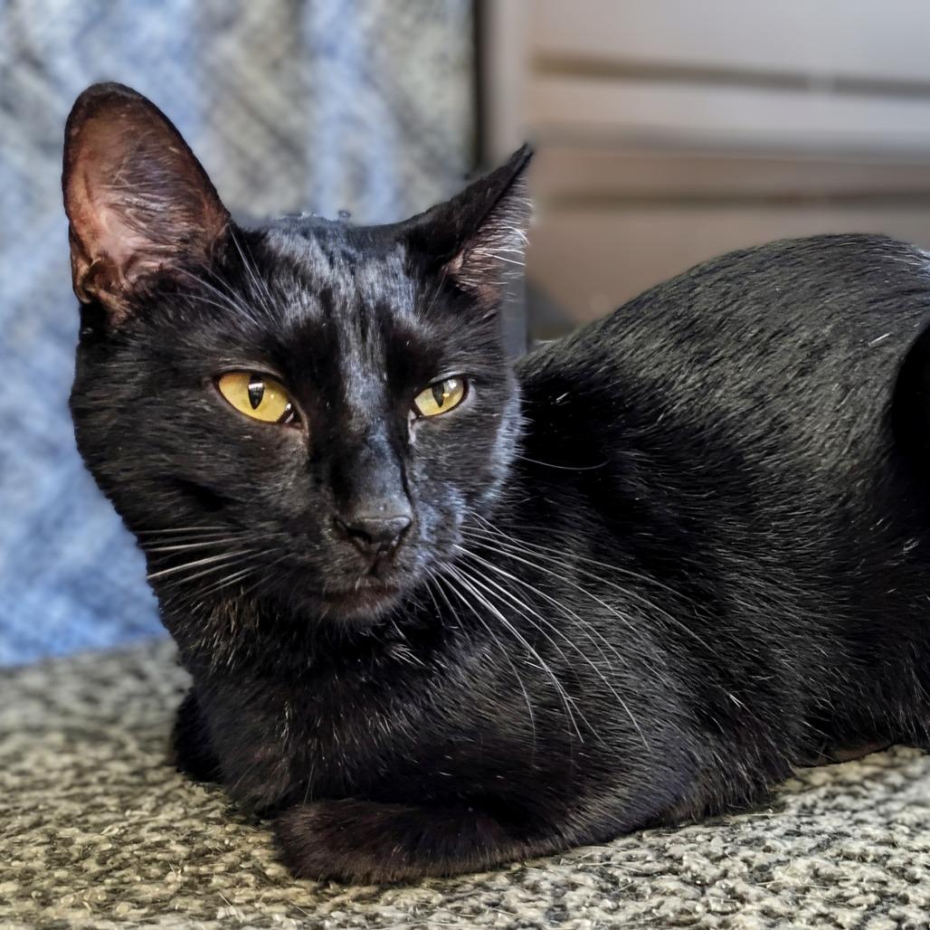 Diesel, Adoptable, Adult Male Domestic Short Hair.