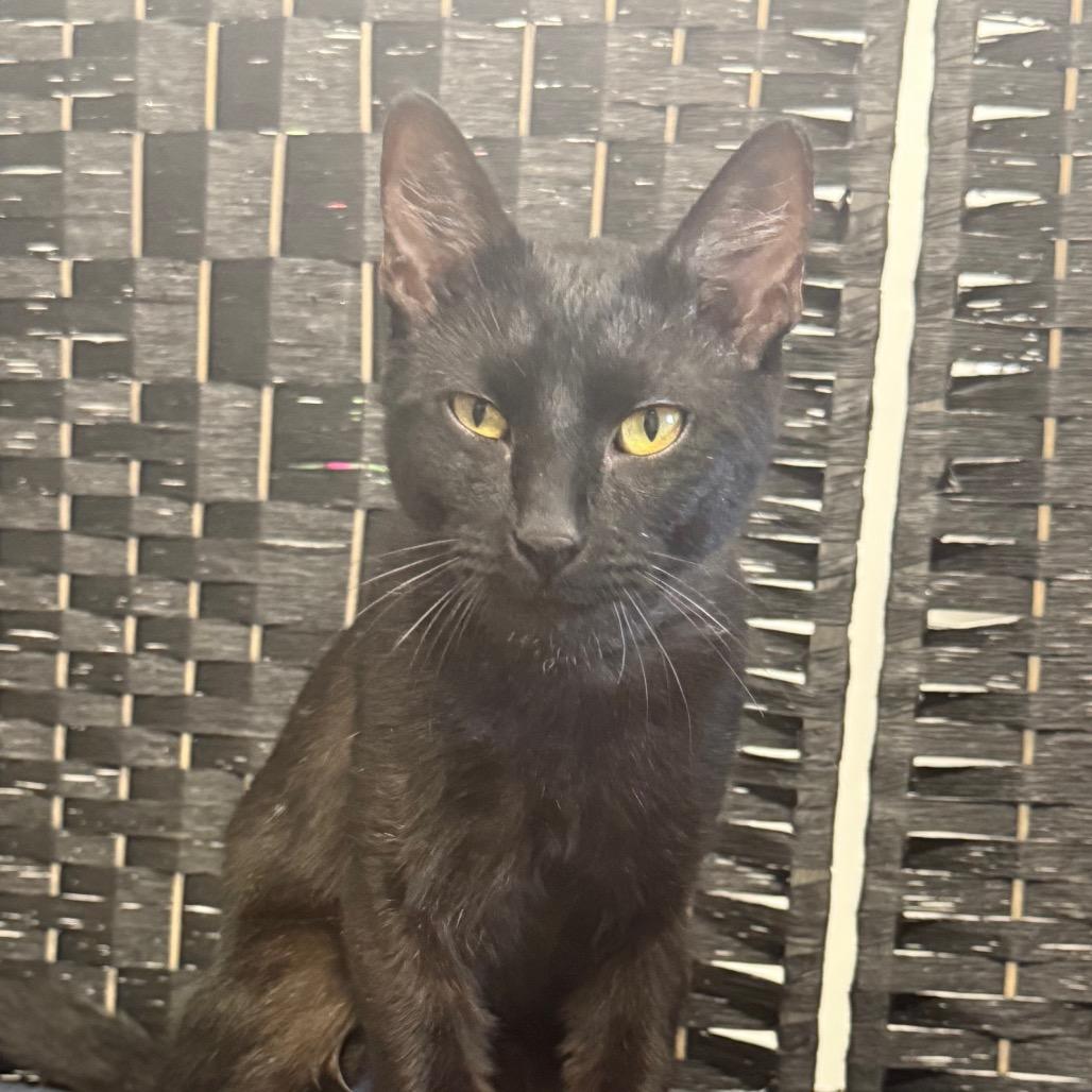 Enlarge Diesel, a Adoptable Domestic Short Hair in Garfield, AR image 2/2