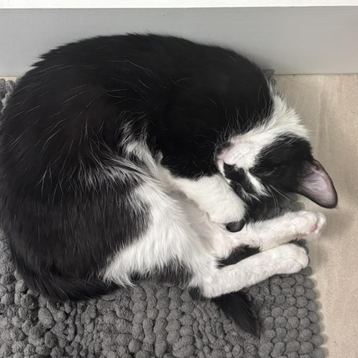 Zya, Adoptable, Young Female Domestic Short Hair.