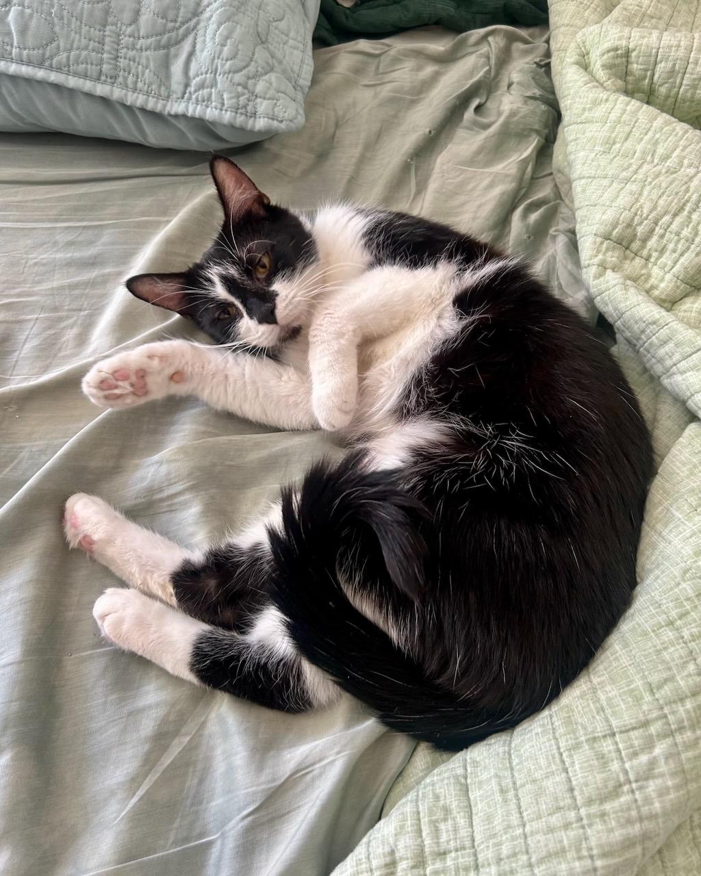 Zya, a Adoptable Domestic Short Hair in San Francisco, CA image 2/6