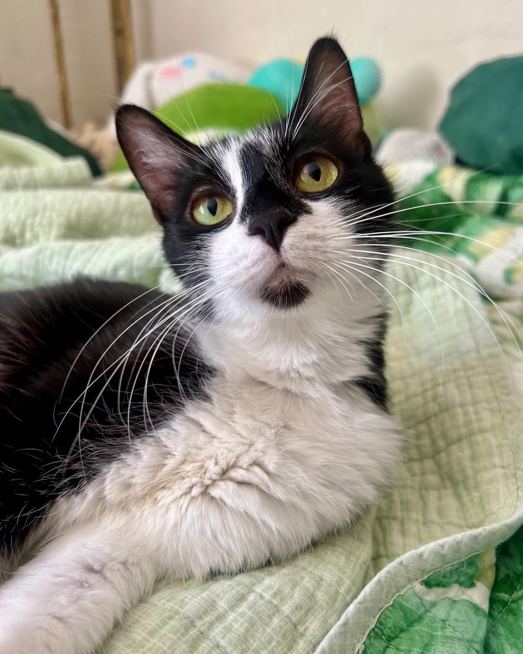 Zya, a Adoptable Domestic Short Hair in San Francisco, CA image 3/6