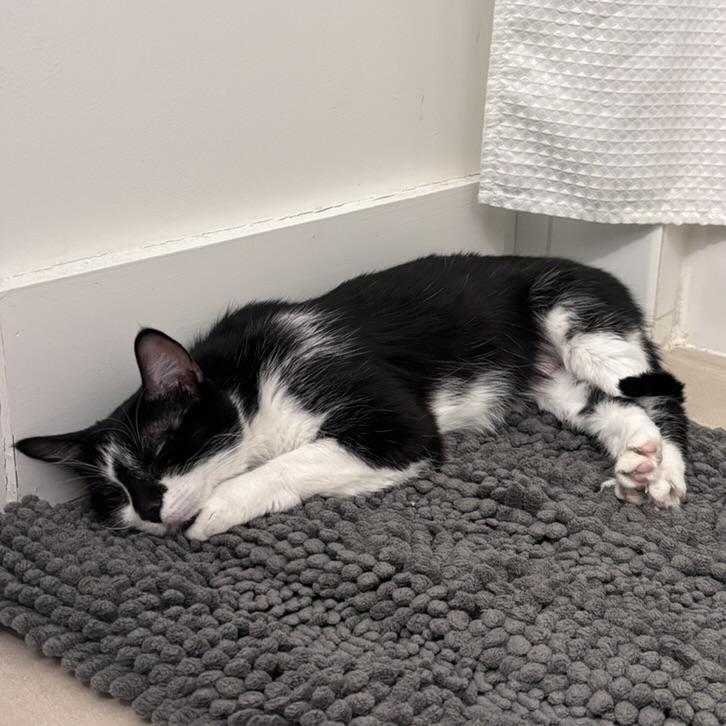Zya, a Adoptable Domestic Short Hair in San Francisco, CA image 4/6