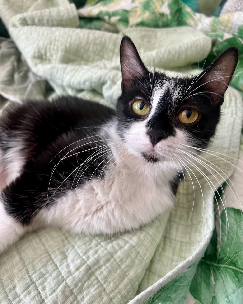Zya, a Adoptable Domestic Short Hair in San Francisco, CA image 5/6
