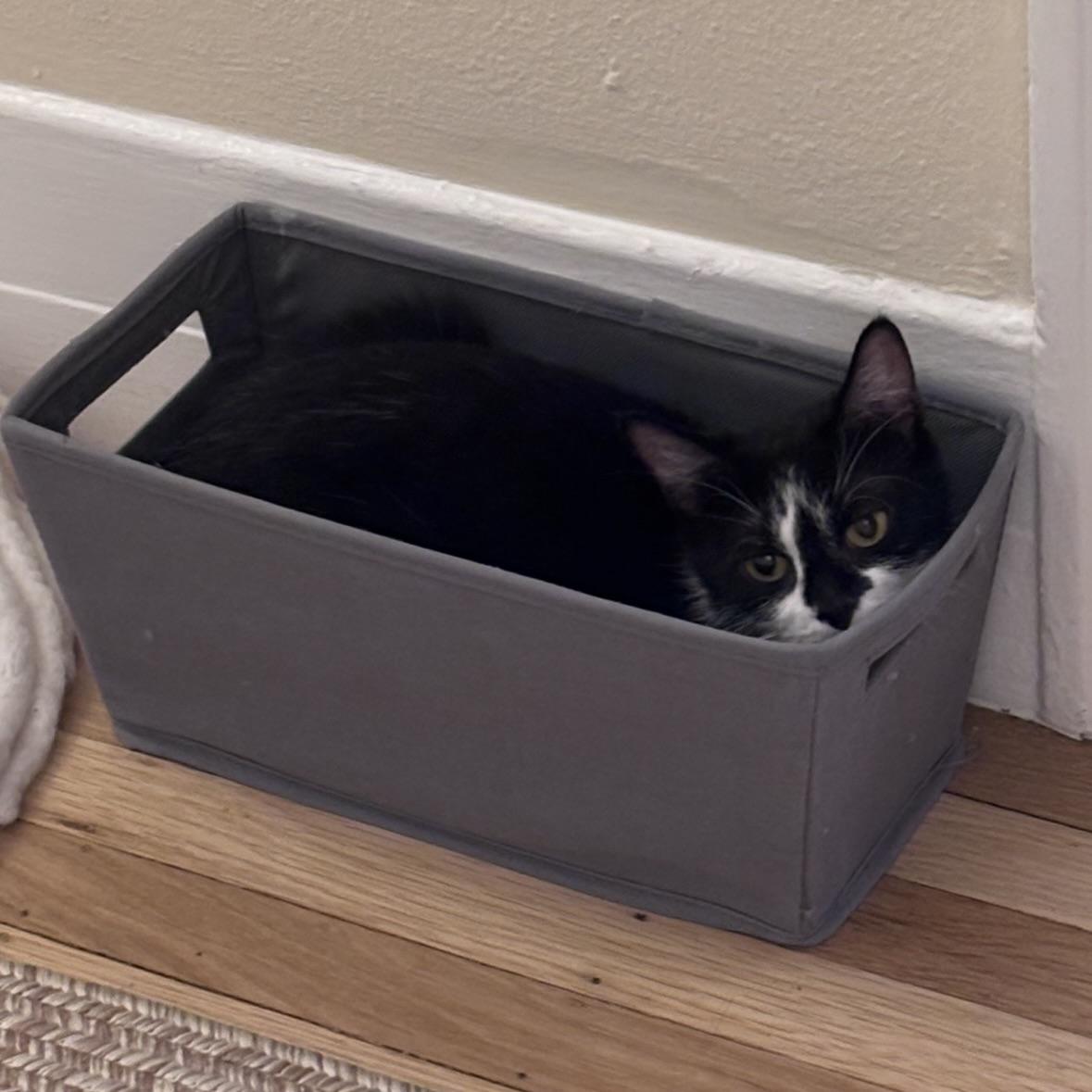 Zya, a Adoptable Domestic Short Hair in San Francisco, CA image 6/6