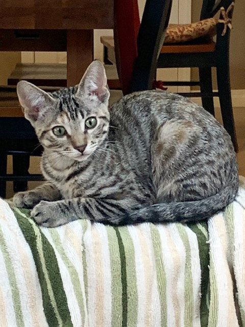 Nicki Minaj, Adoptable, Kitten Female Domestic Short Hair.