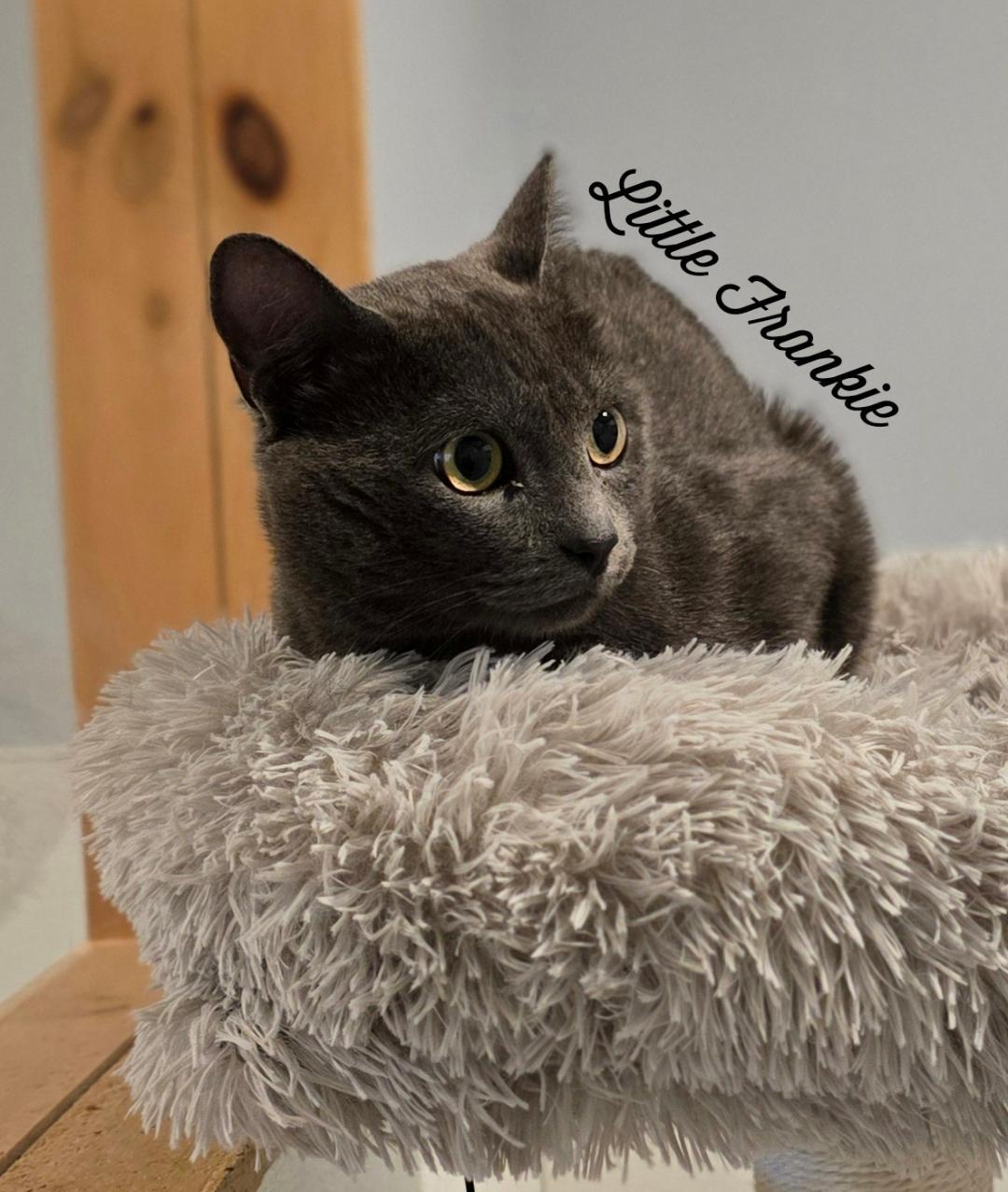 Little Frankie, Adoptable, Adult Male Domestic Short Hair.