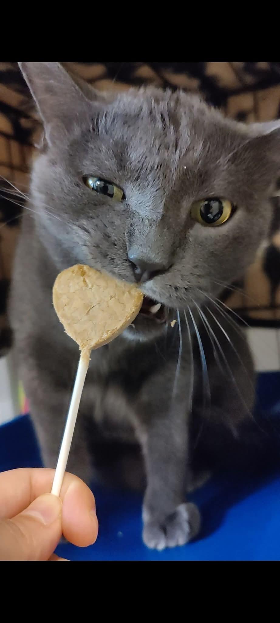 Enlarge Little Frankie, a Adoptable Domestic Short Hair in Naugatuck, CT image 2/3