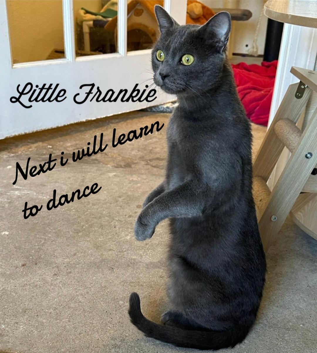 Enlarge Little Frankie, a Adoptable Domestic Short Hair in Naugatuck, CT image 3/3