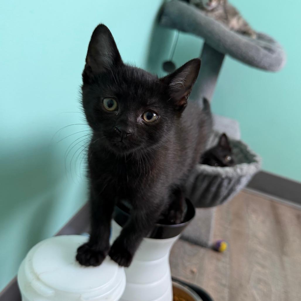 Huckleberry, a Adoptable Domestic Short Hair in Marion, VA image 2/3