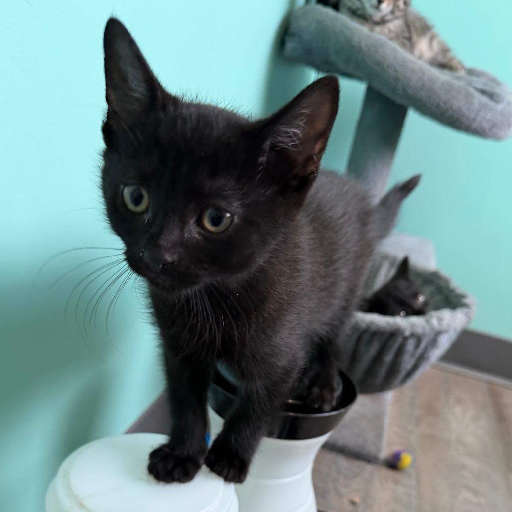 Huckleberry, a Adoptable Domestic Short Hair in Marion, VA image 3/3
