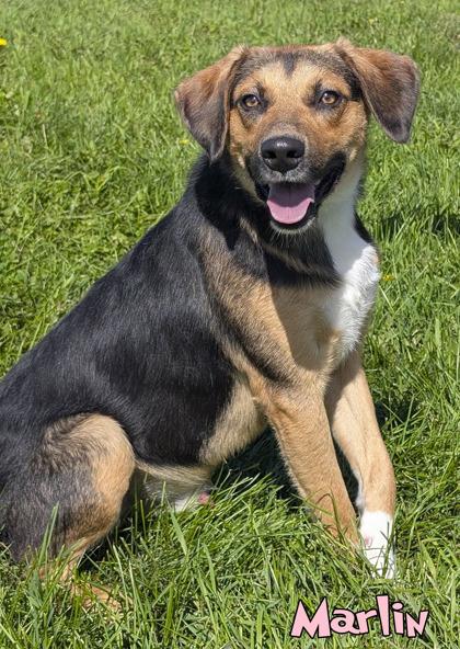Marlin, Adoptable, Adult Male Australian Shepherd & Shepherd.